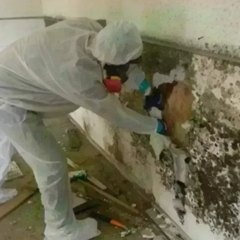 Mold Remediation and Removal in Ada, OH